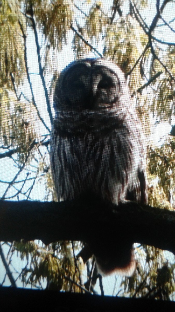 Barred Owl - ML55688801