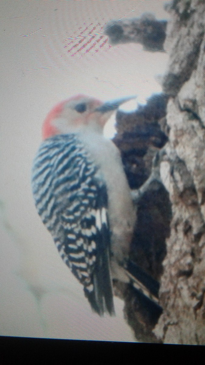Red-bellied Woodpecker - ML55688831
