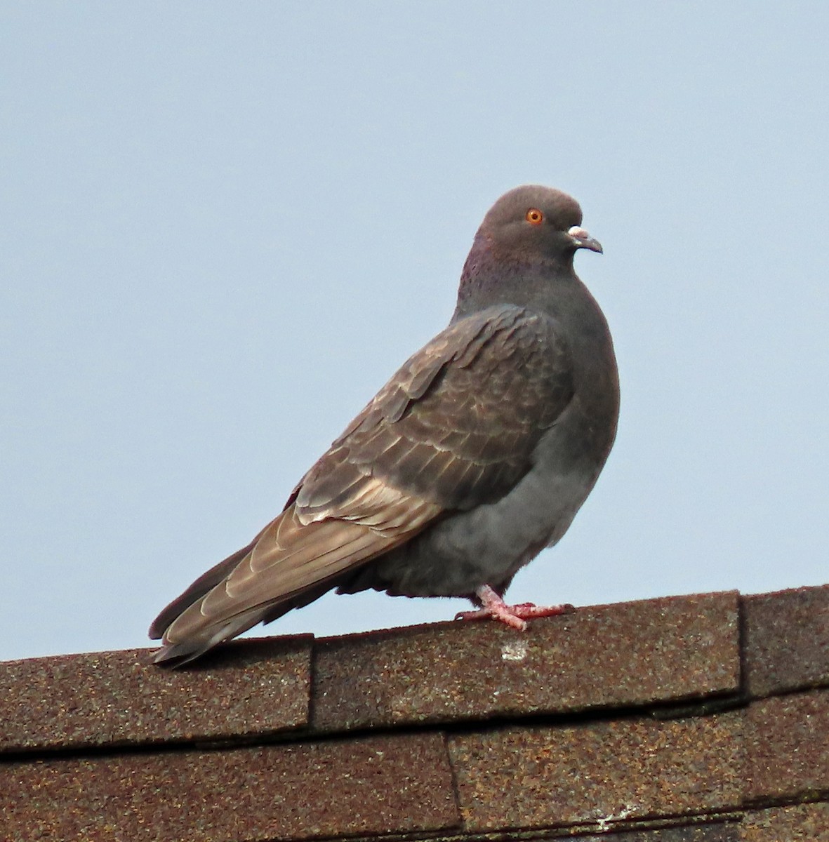 Rock Pigeon (Feral Pigeon) - ML556890171