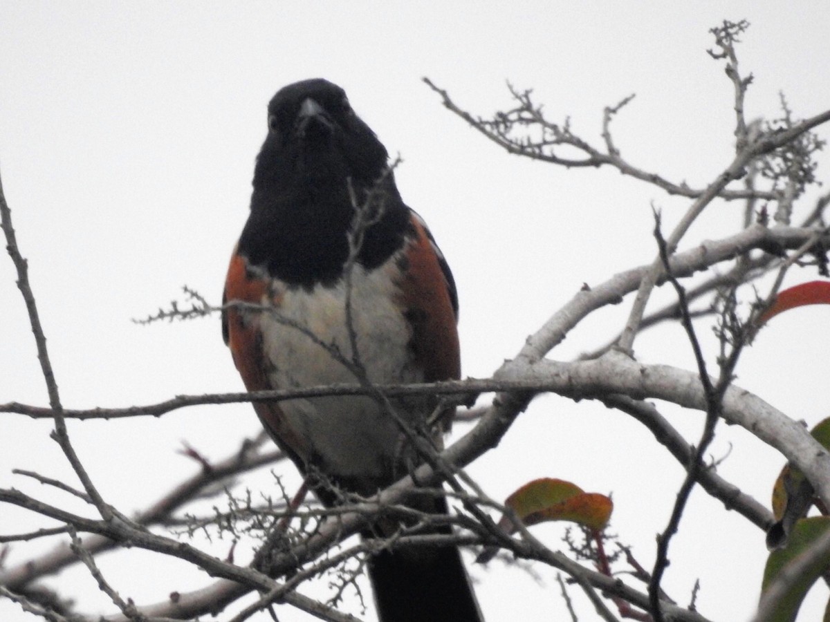 Spotted Towhee - ML55689171