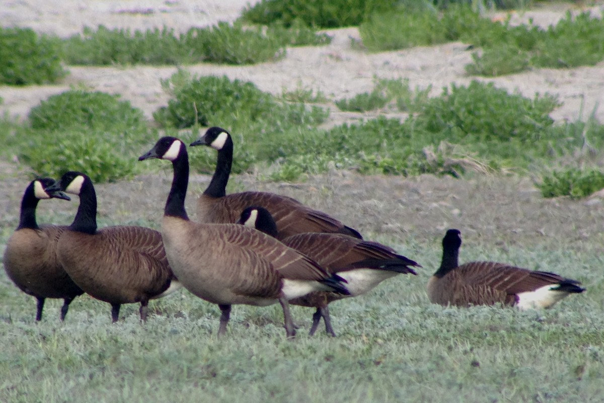 Canada Goose (occidentalis/fulva) - John Doty