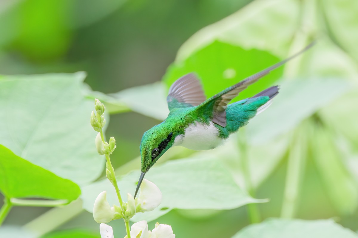 kolibřík černouchý - ML556899441