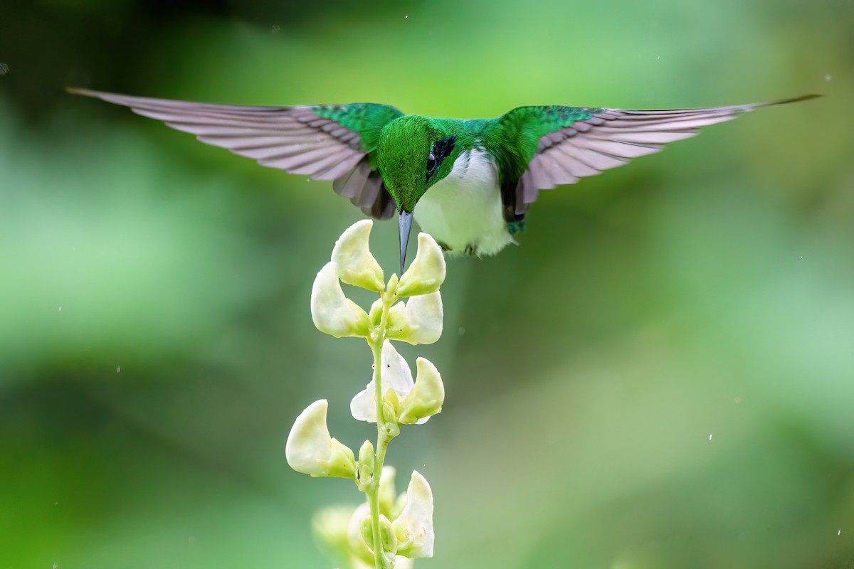 kolibřík černouchý - ML556899481