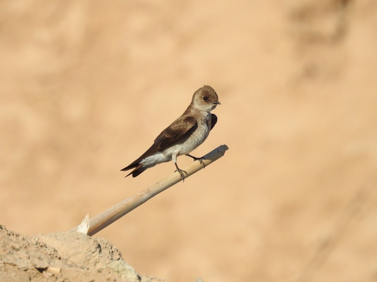 Northern Rough-winged Swallow - ML55690231