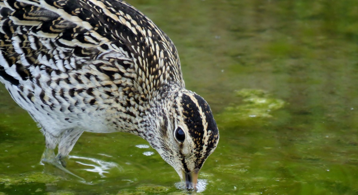 Great Snipe - Neil Tovey