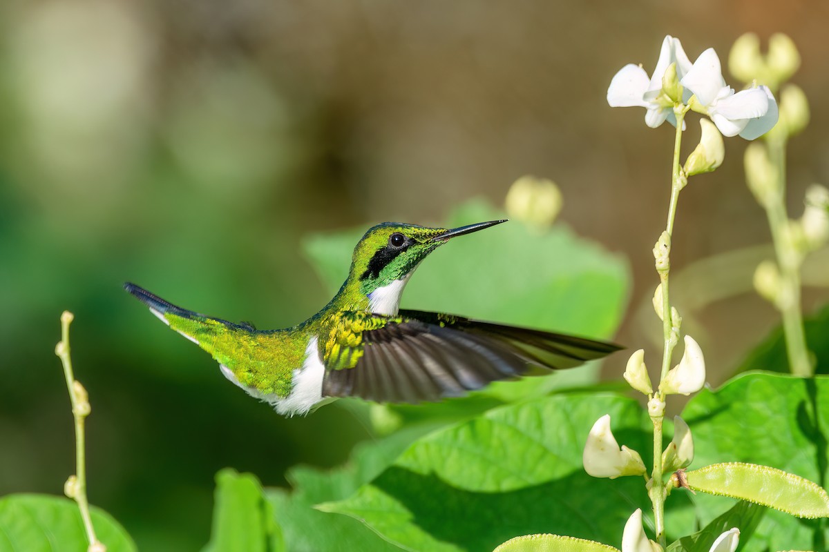 kolibřík černouchý - ML556907501