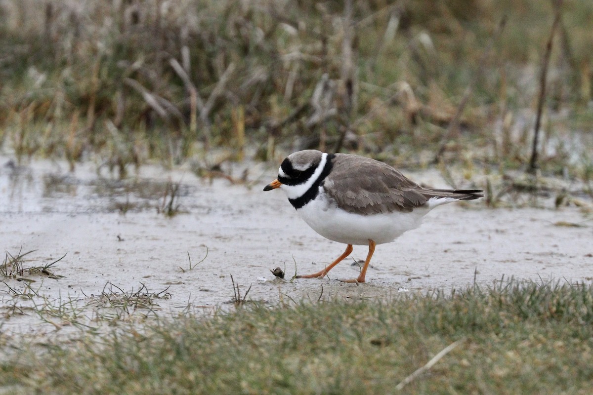 Common Ringed Plover - ML556910831