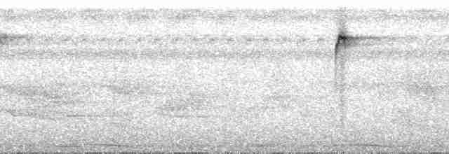 Понпейская веерохвостка - ML55692