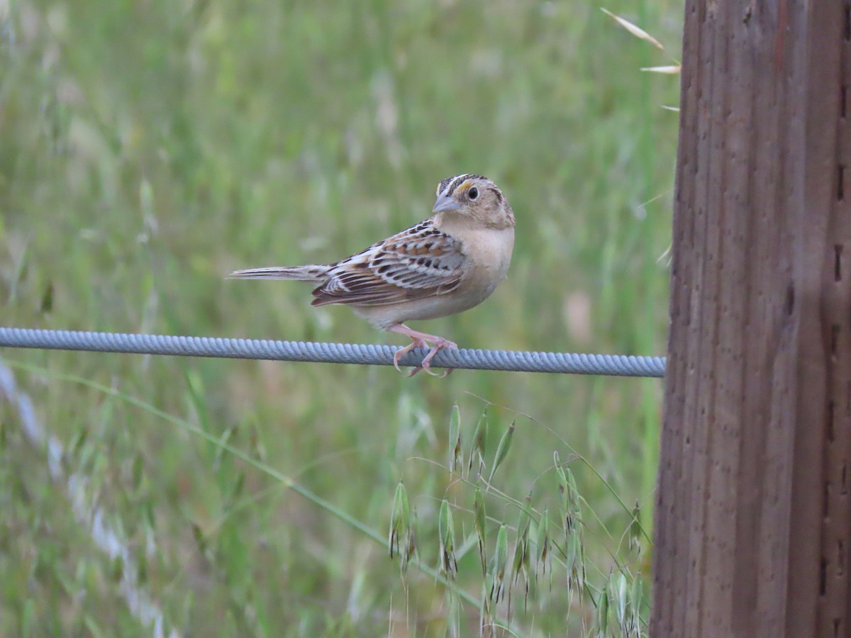 Grasshopper Sparrow - Edana Salisbury