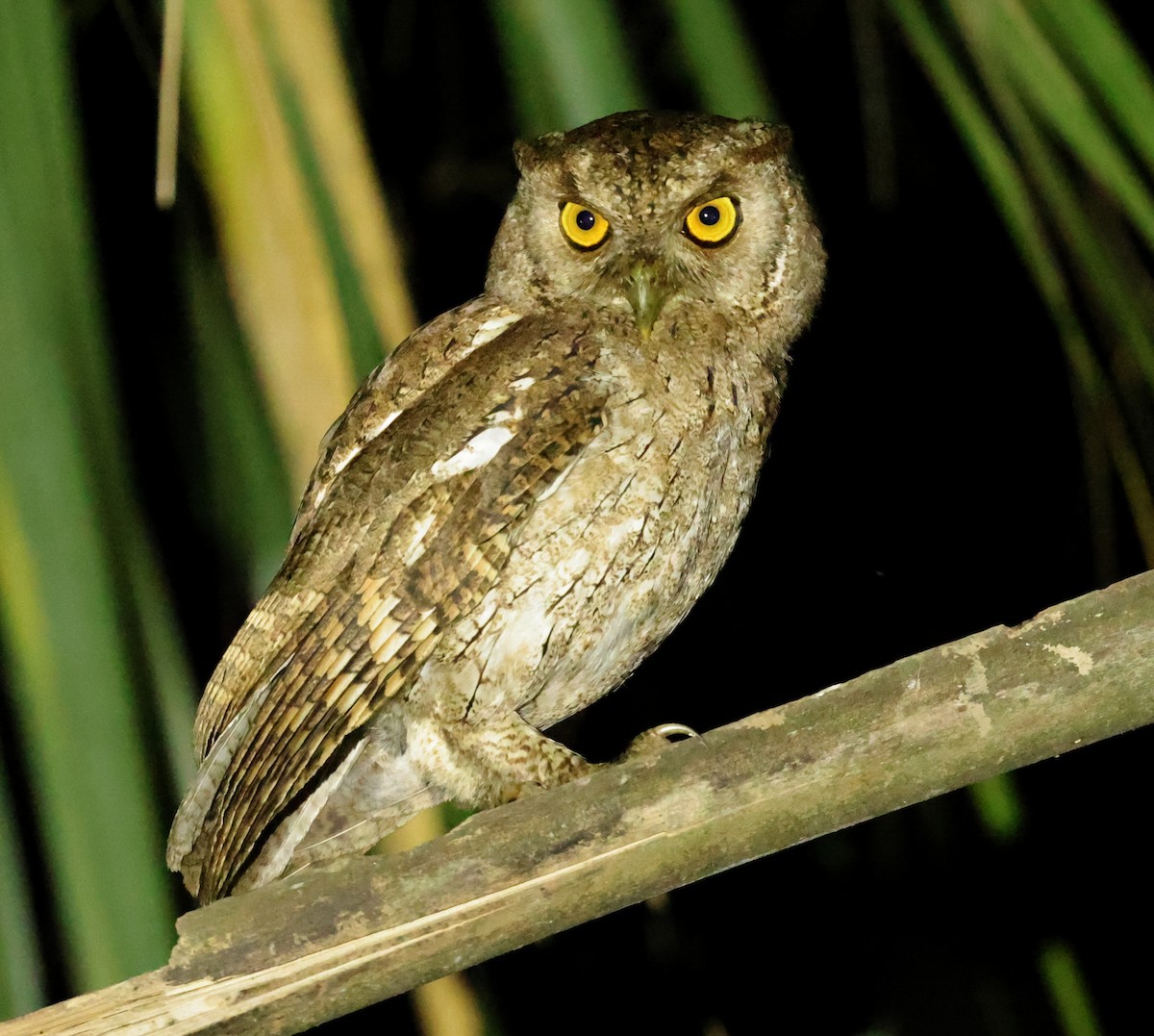 Pacific Screech-Owl - Sherry Hagen