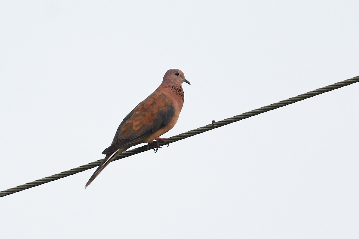 Laughing Dove - ML556927231
