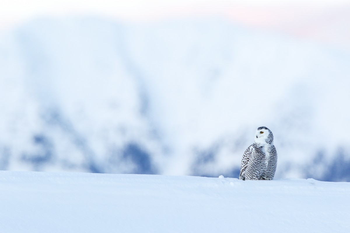 Snowy Owl - ML556927241