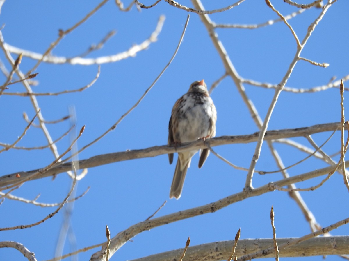 Harris's Sparrow - John W. Cobb