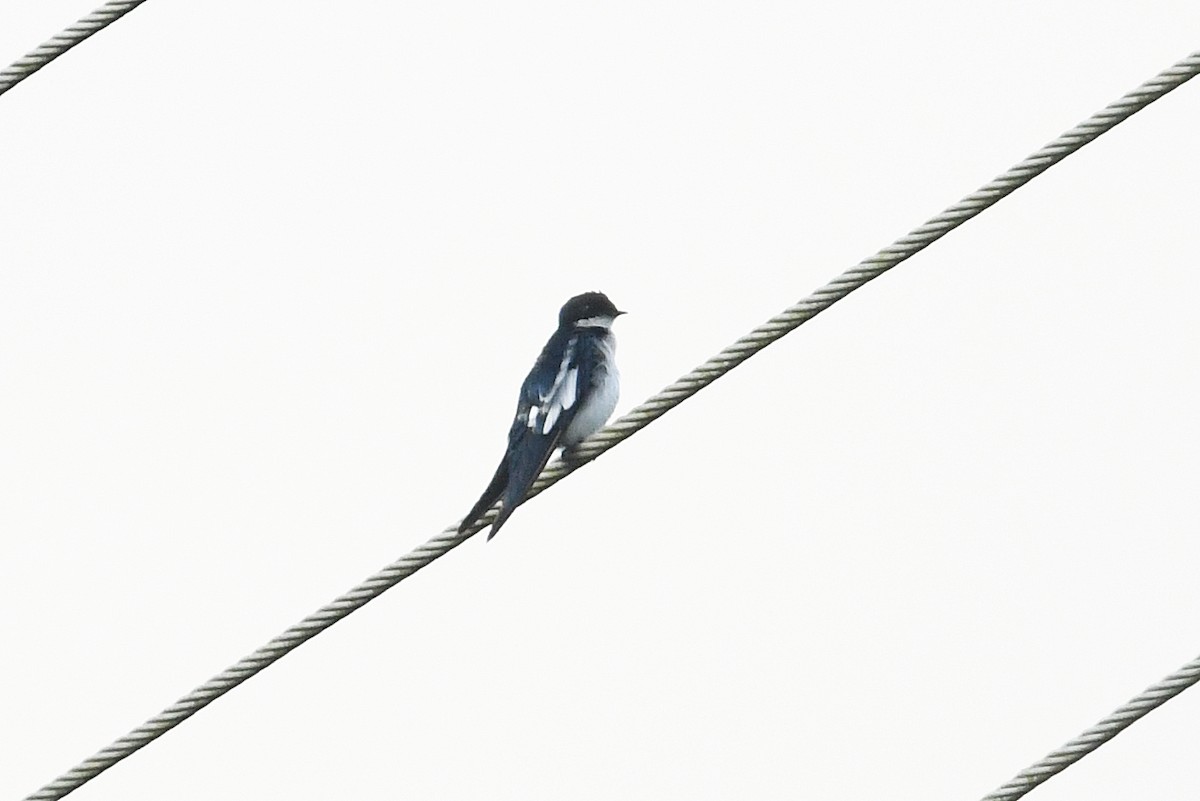 Pied-winged Swallow - ML556930311