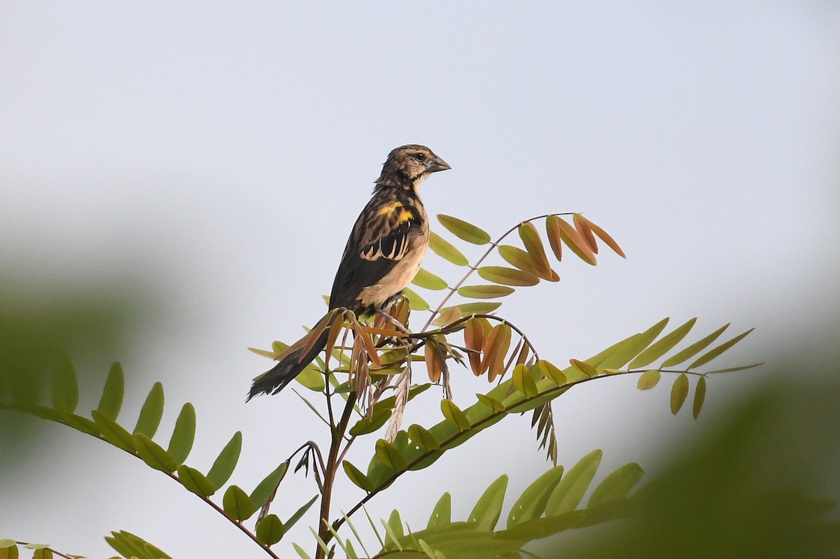 Yellow-mantled Widowbird (Yellow-mantled) - ML556930971