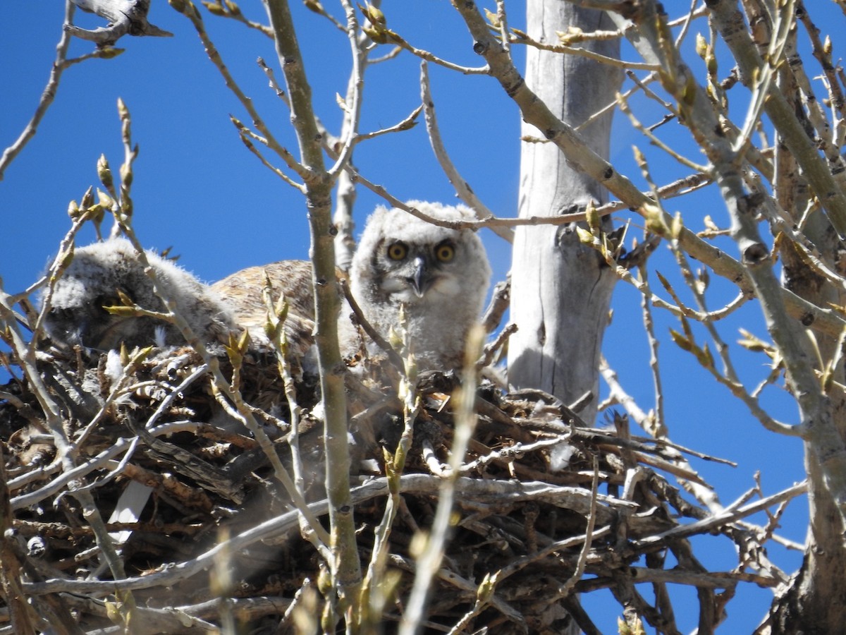 Great Horned Owl - ML556931281