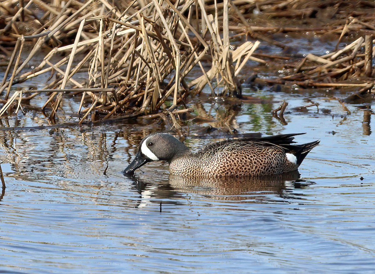 Blue-winged Teal - ML556935221