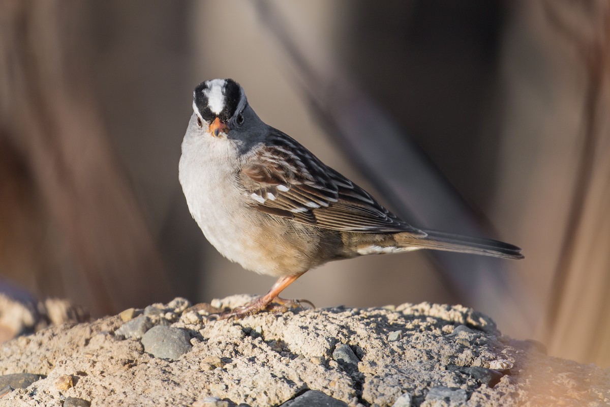 White-crowned Sparrow - ML55693621