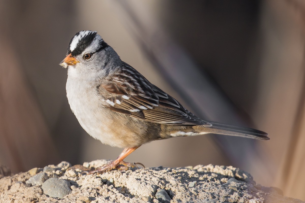 White-crowned Sparrow - ML55693631