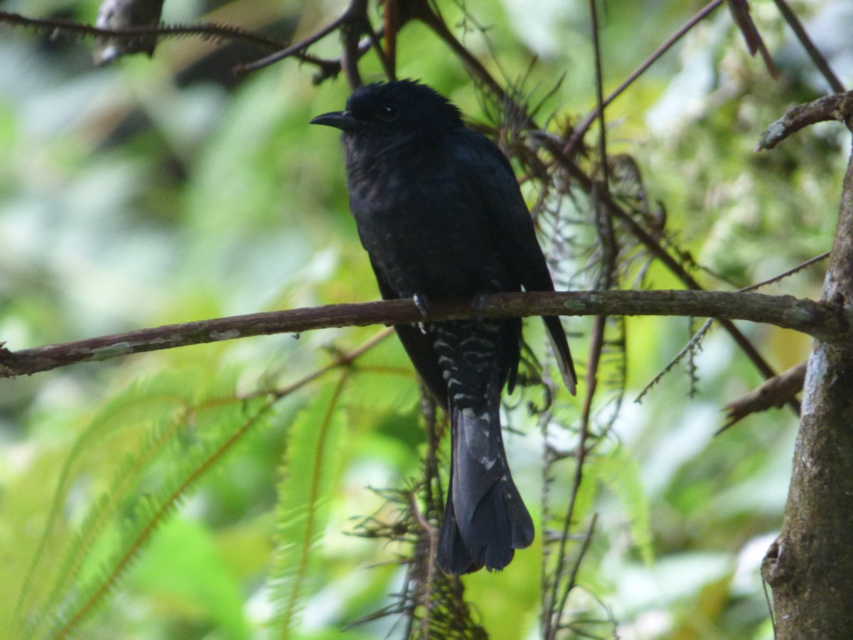 Square-tailed Drongo-Cuckoo - ML55693771