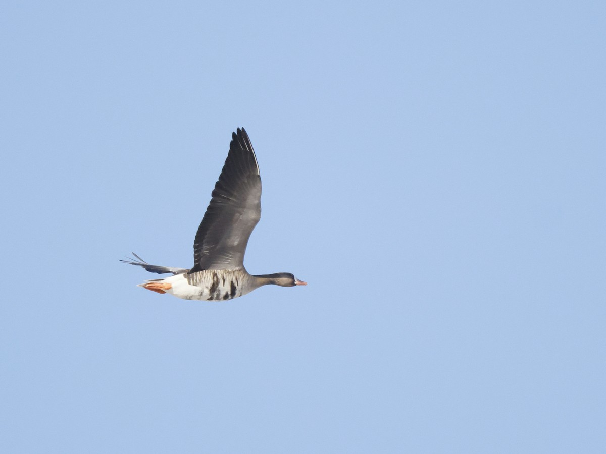 Greater White-fronted Goose - ML556941411