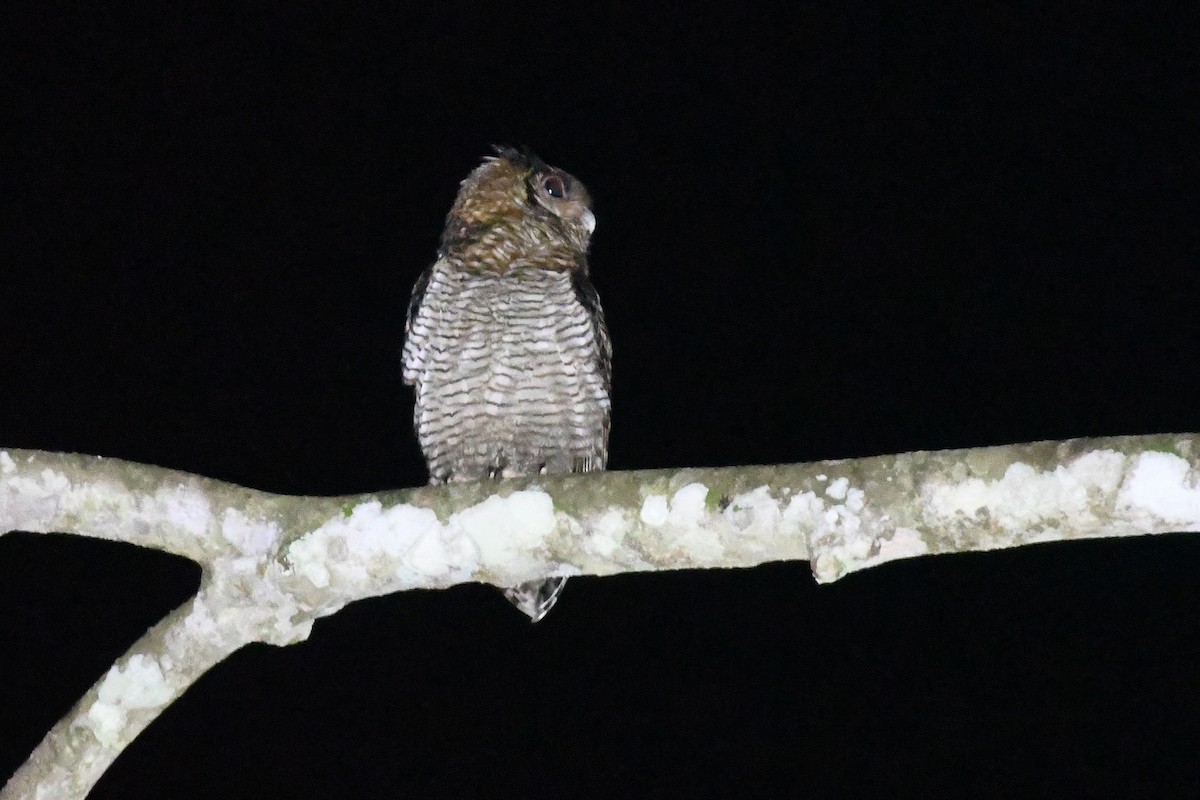Fraser's Eagle-Owl (Western) - ML556945631