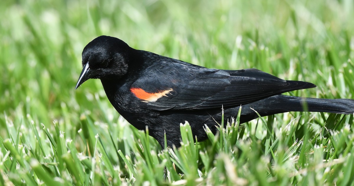 Red-winged Blackbird - ML556947691