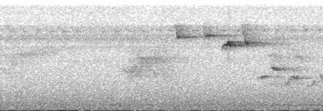 Понпейская веерохвостка - ML55695