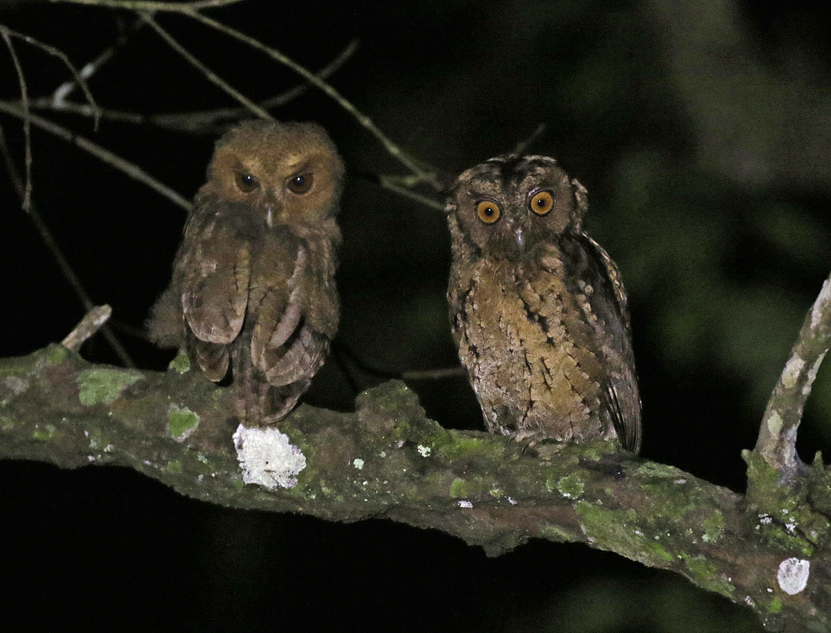 Sunda Scops-Owl - ML55695211