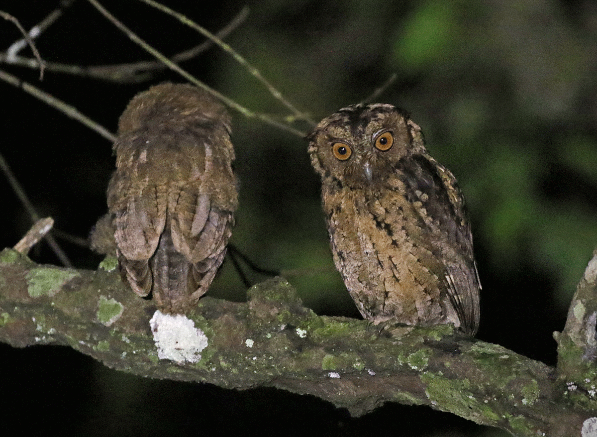 Sunda Scops-Owl - ML55695221