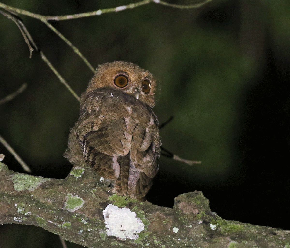 Sunda Scops-Owl - ML55695231