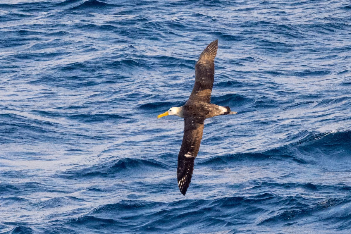 Waved Albatross - ML556954491