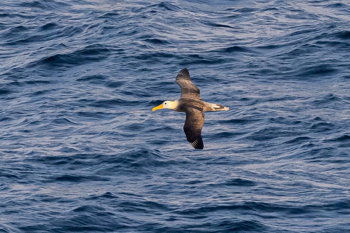 Waved Albatross - ML556954571