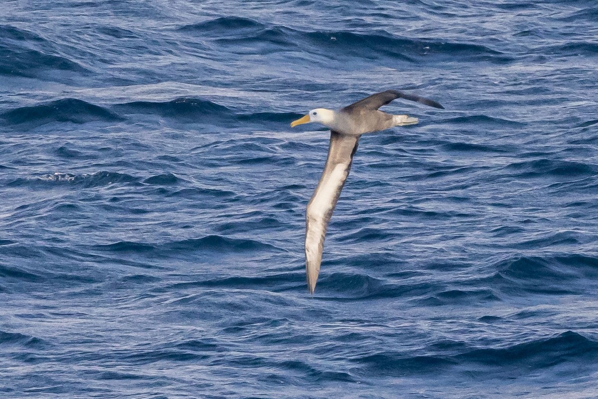 Waved Albatross - ML556954961