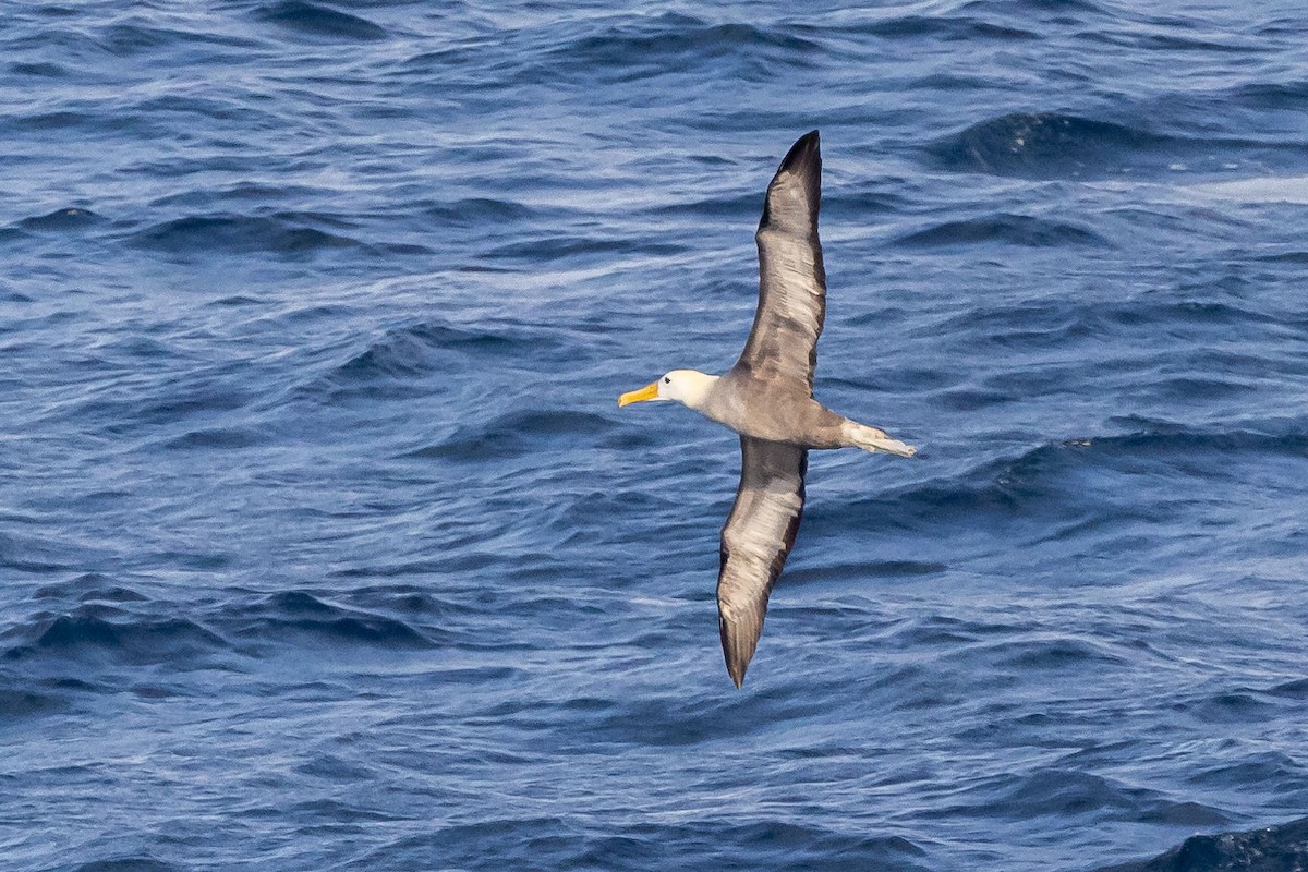 Waved Albatross - ML556954981