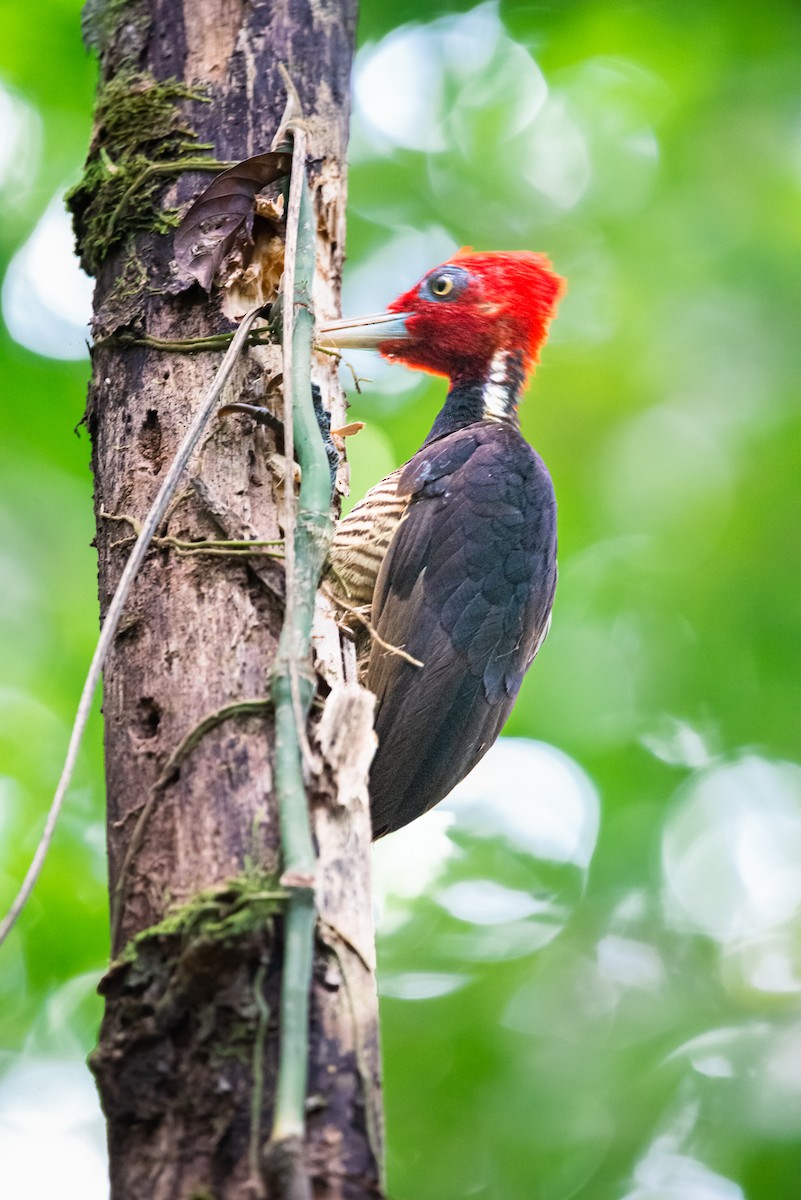 Pale-billed Woodpecker - ML556958711