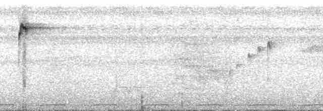 Понпейская веерохвостка - ML55696