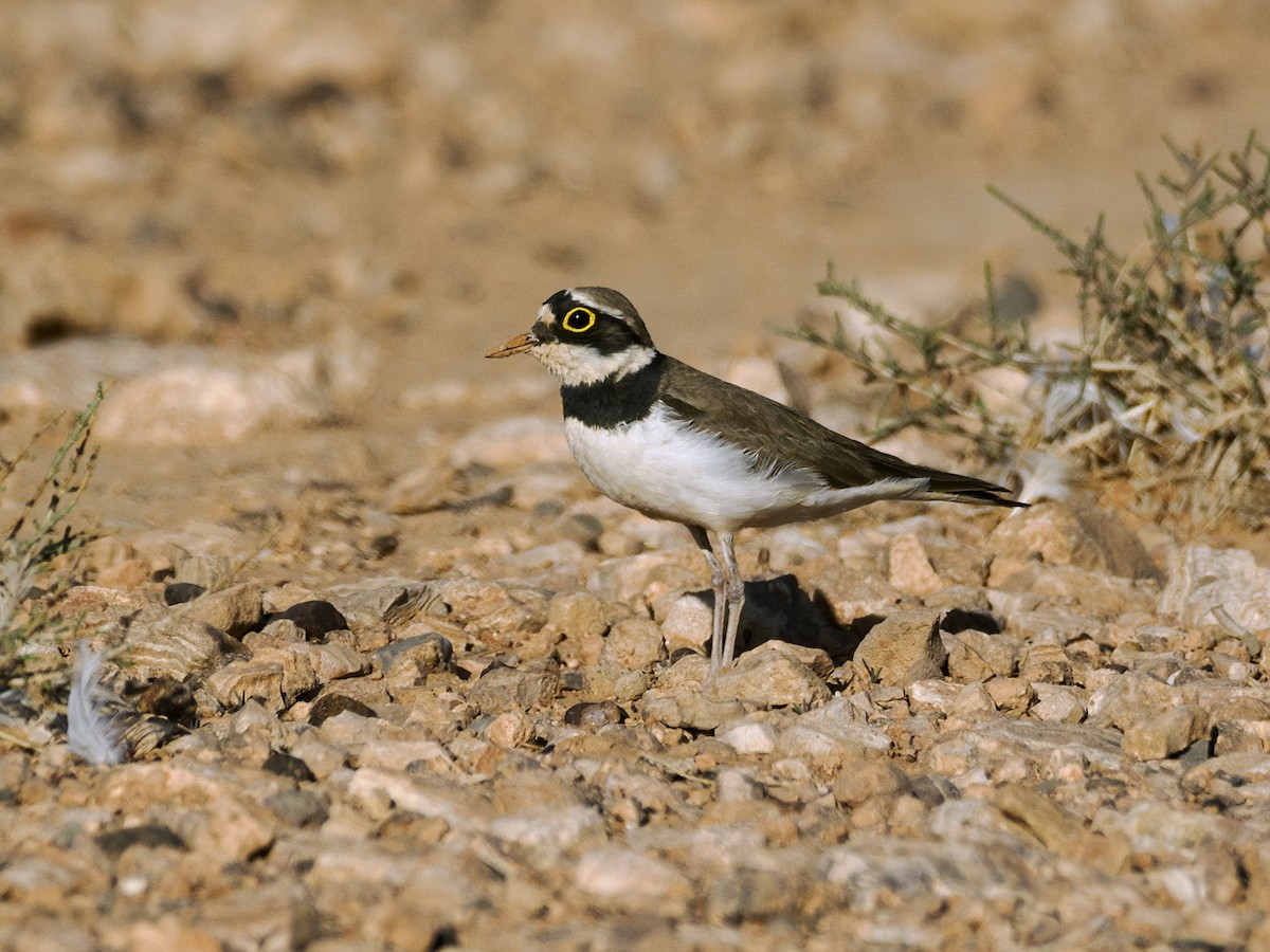 Little Ringed Plover (curonicus) - Nick Athanas