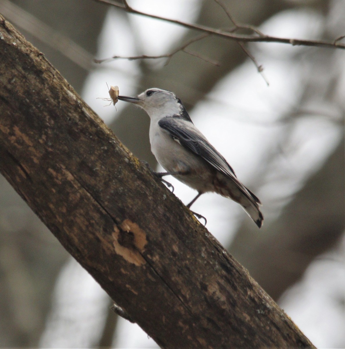 White-breasted Nuthatch - Becky Lutz