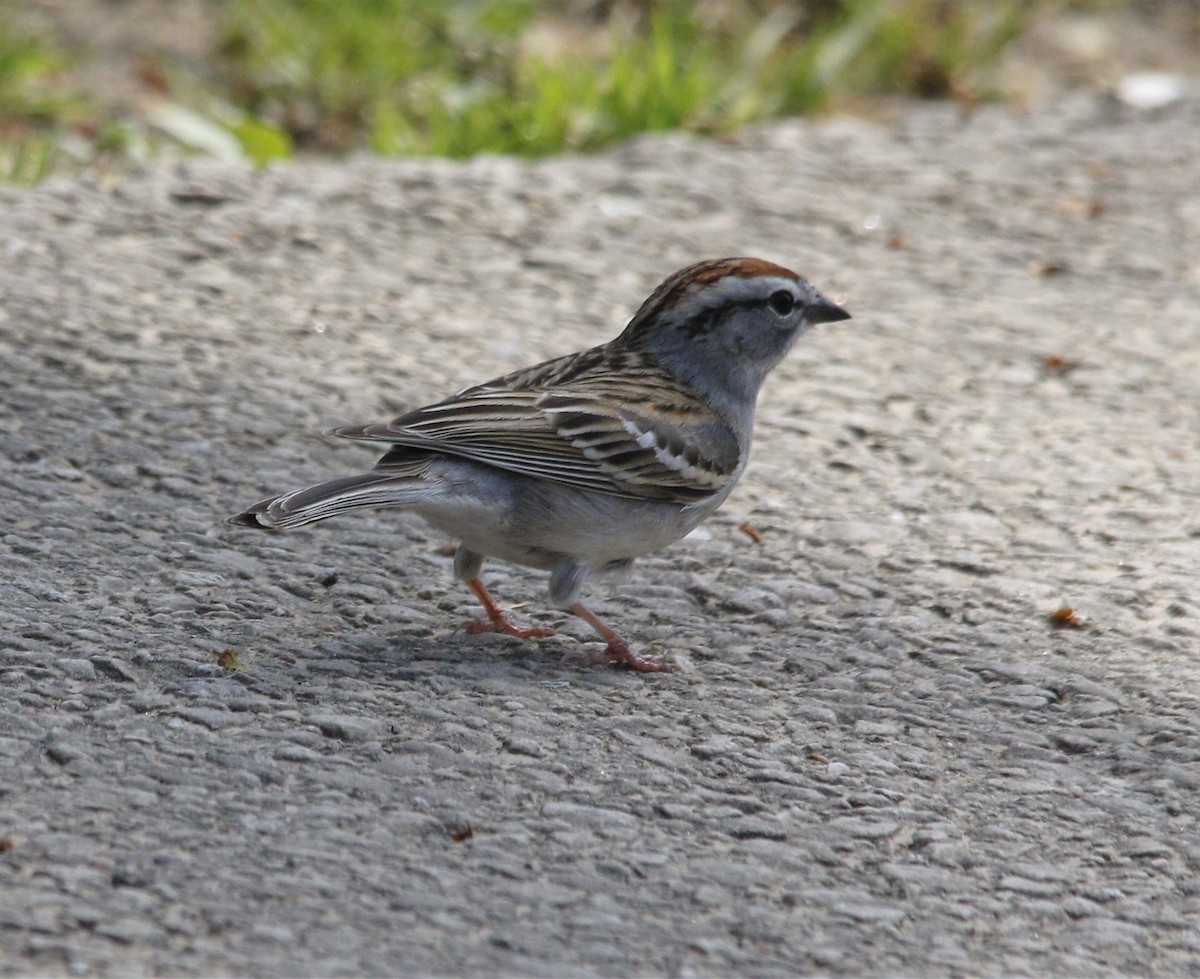 Chipping Sparrow - Becky Lutz