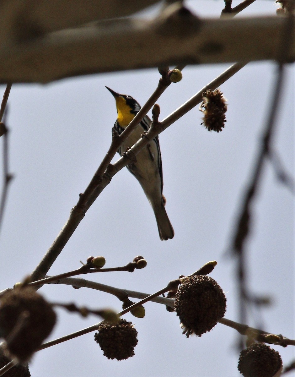 Yellow-throated Warbler - ML556963491