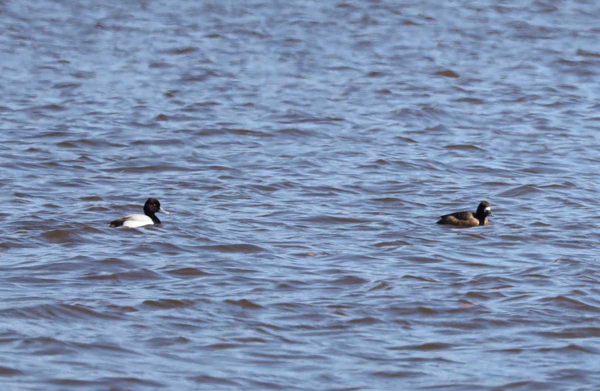 eBird Checklist - 12 Apr 2023 - St. Croix River Boat Ramp and Boom Site ...