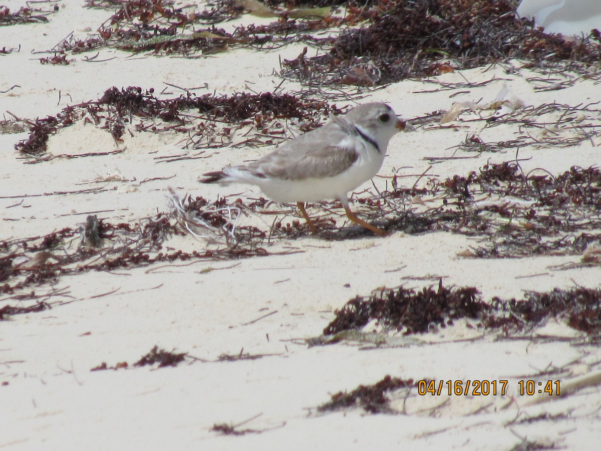 Piping Plover - ML55696731