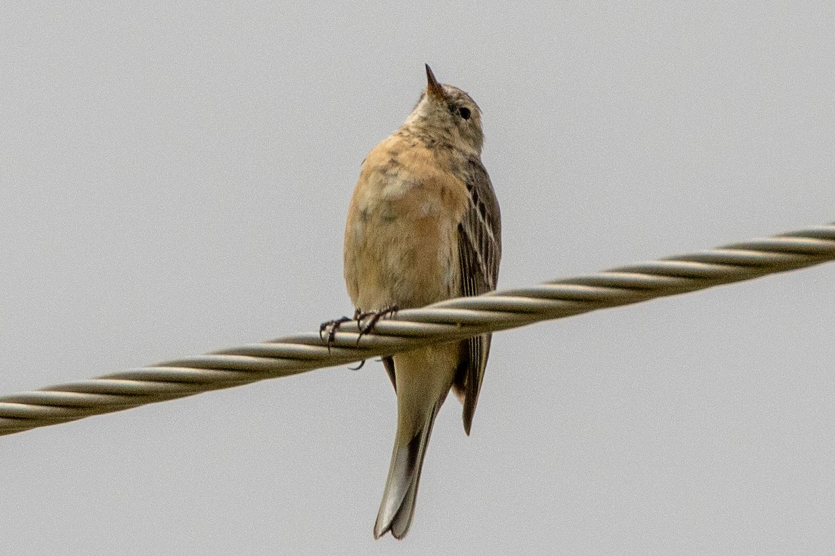 American Pipit - Fred Hochstaedter