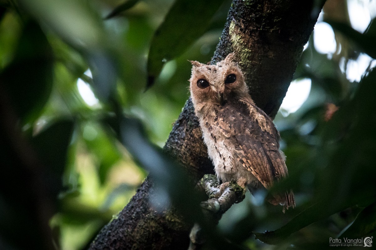 Sunda Scops-Owl - Pattaraporn Vangtal