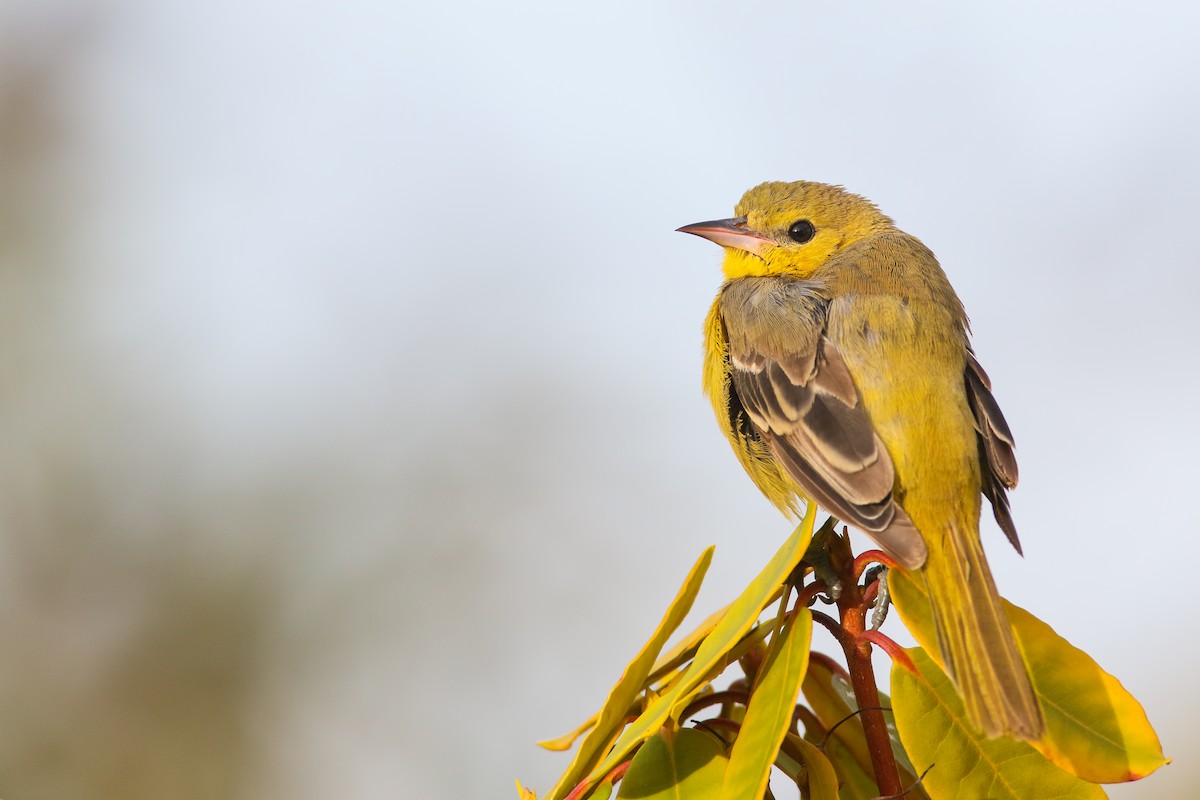 Orchard Oriole - ML556972021