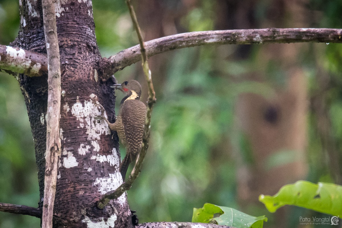 Buff-necked Woodpecker - Pattaraporn Vangtal