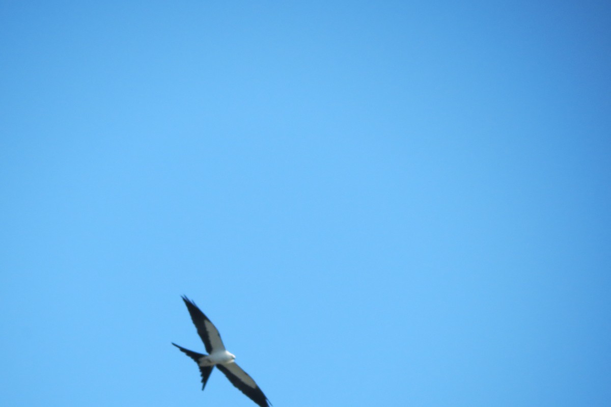 Swallow-tailed Kite - ML556976971