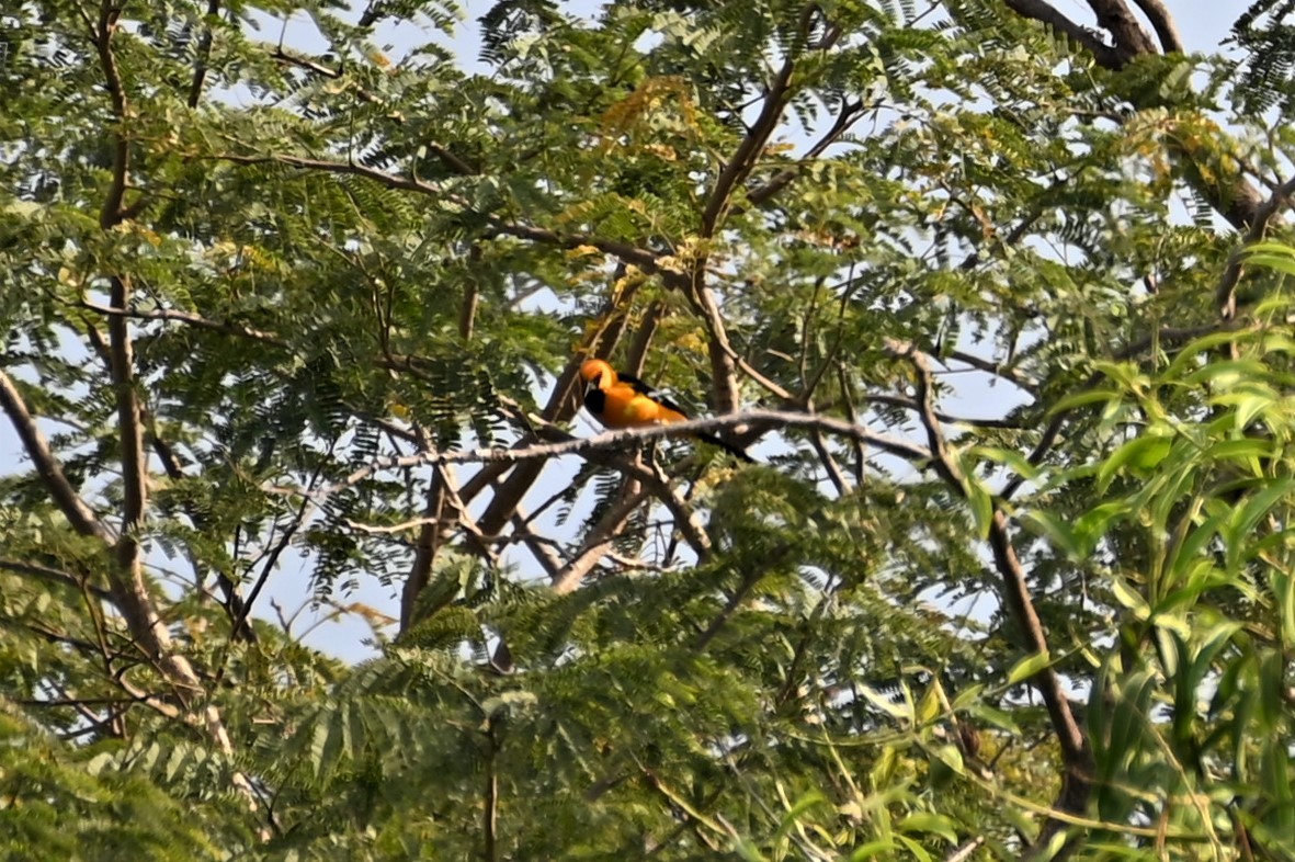 Spot-breasted Oriole - ML556978881