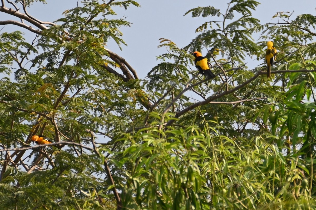 Spot-breasted Oriole - ML556978891